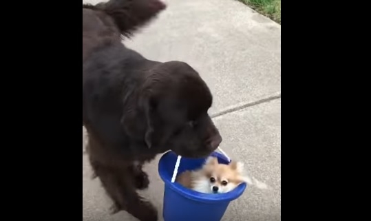 Такси! Эти собаки неразлучны – большая носит с собой маленькую. В ведре