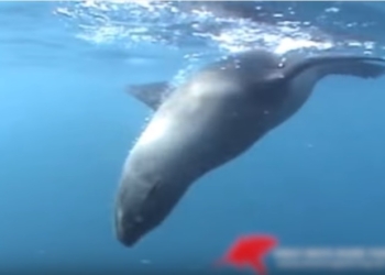 Акула забыла о приманке, когда рядом появился тюлень. А ему не повезло