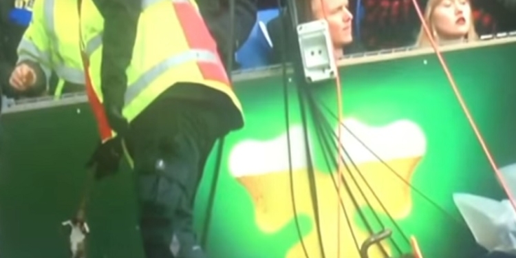 В Дании футбольный фанаты забросали команду гостей дохлыми крысами