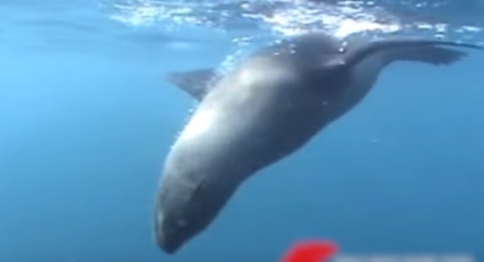 Акула забыла о приманке, когда рядом появился тюлень. А ему не повезло