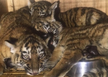 Трое тигрят из Николаевского зоопарка в маленькой клетке неделю простояли в аэропорту Бейрута – по ним ползали черви и опарыши