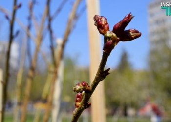 В Николаеве посадили сакуры. Японский дипломат хотел бы вернуться сюда через 10 лет и вместе с мэром наслаждаться цветением сакур с саке