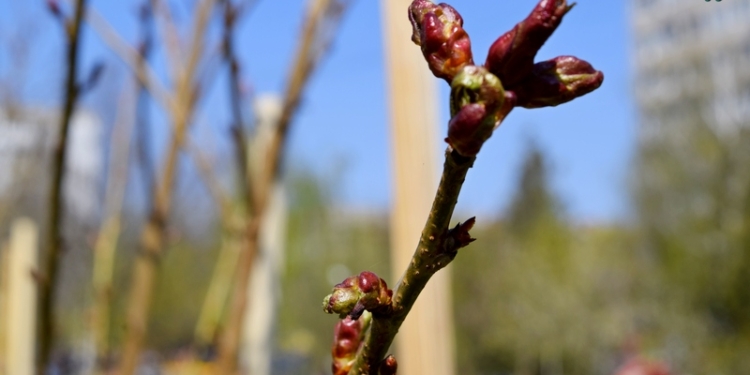 В Николаеве посадили сакуры. Японский дипломат хотел бы вернуться сюда через 10 лет и вместе с мэром наслаждаться цветением сакур с саке