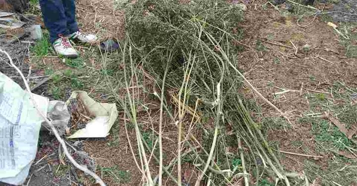 В Березнеговатском районе и хранили, и сеяли коноплю