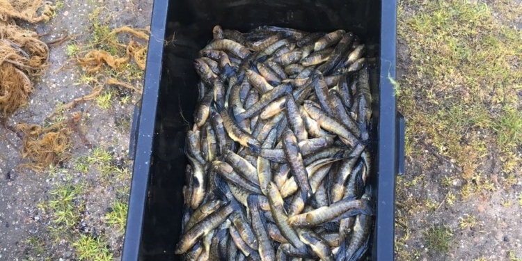 Браконьеры в Коблево сетями поймали 800 бычков. Их задержали пограничники