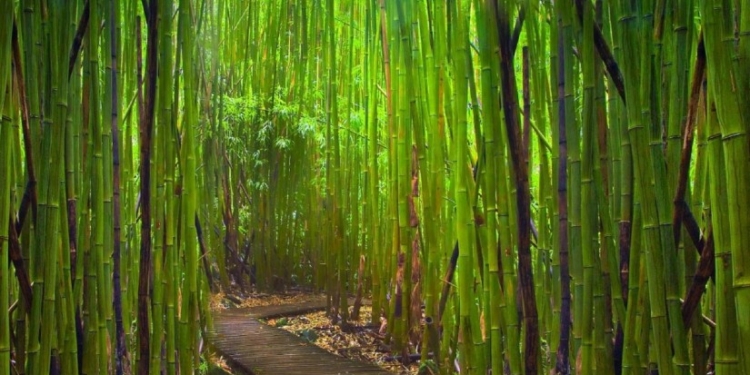 Машина из бамбука. Экологи в восторге