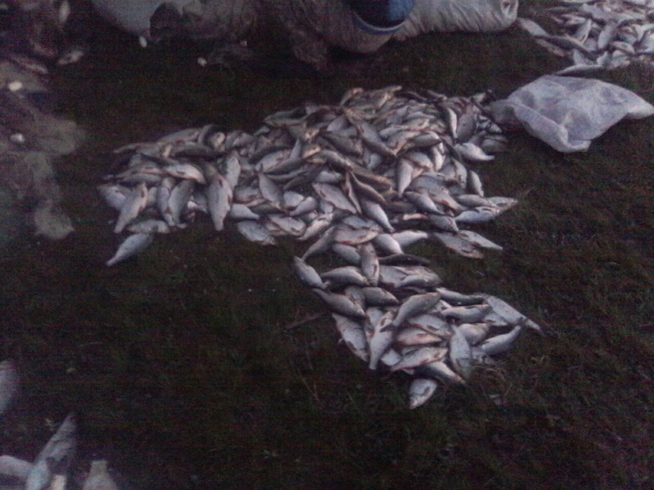 Николаевский рыбоохранный патруль поймал браконьеров – ловили сетями рыбу во время нереста