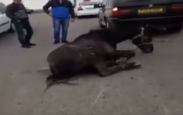 Необъяснимая жестокость. Хасиды в Умани пытали лошадь