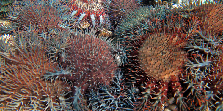 Морскую звезду отучат от пожирания рифа ее же феромонами