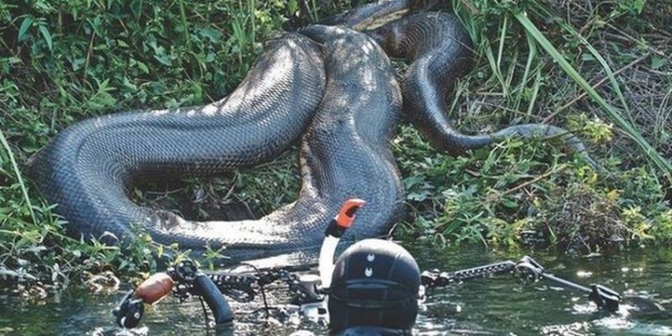 Дайвер заснял гигантскую анаконду в естественной среде ее обитания