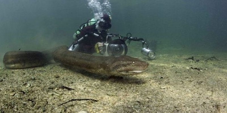 Дайвер заснял гигантскую анаконду в естественной среде ее обитания