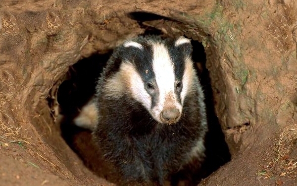 Барсук закопал корову. Сам. Для себя