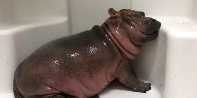 Маленькая бегемотиха, которая принимает душ, стала звездой соцсети