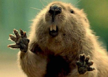 За ним хоть на край света? В Канаде бобр увел с ранчо 150 коров