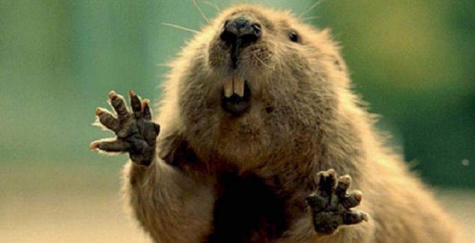 За ним хоть на край света? В Канаде бобр увел с ранчо 150 коров