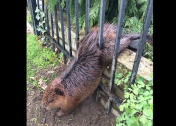 Как важно к лету привести себя в форму: толстый бобр застрял в заборе