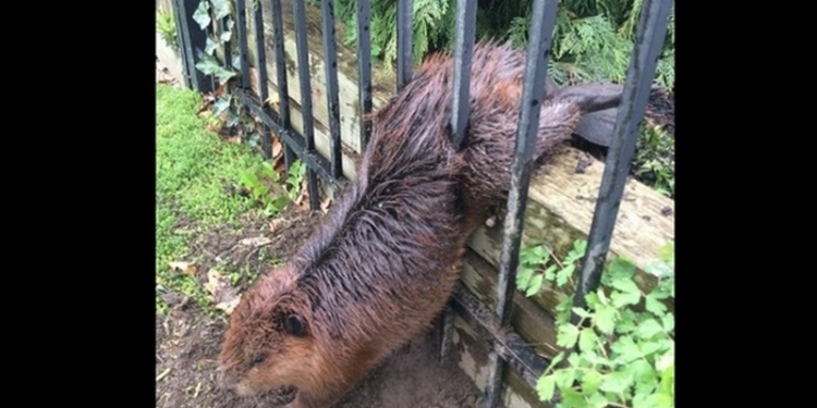 Как важно к лету привести себя в форму: толстый бобр застрял в заборе