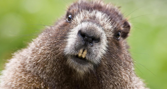 За ним хоть на край света? В Канаде бобр увел с ранчо 150 коров