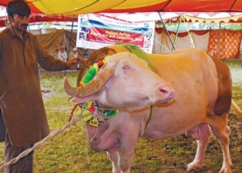 В Пакистане провели конкурс красоты для буйволов