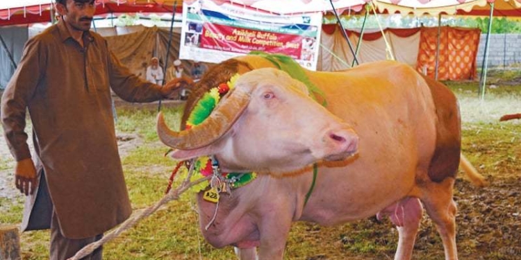 В Пакистане провели конкурс красоты для буйволов