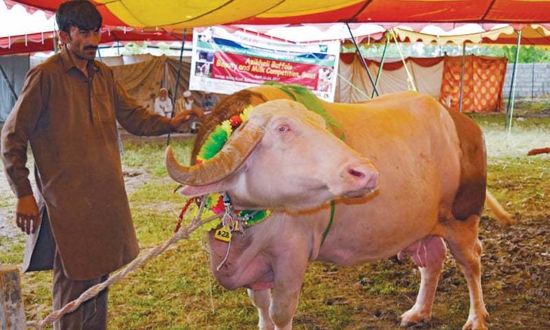 В Пакистане провели конкурс красоты для буйволов 1