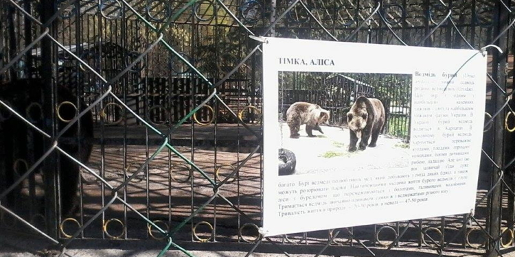 Медведь загрыз медвежонка в Хмельницком
