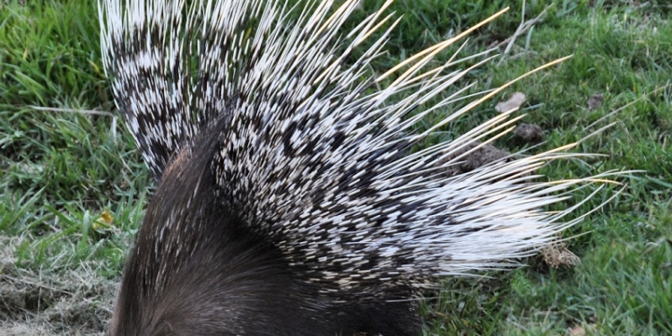 Из Николаевской области в Крым пытались вывезти дикобраза и зеленую мартышку