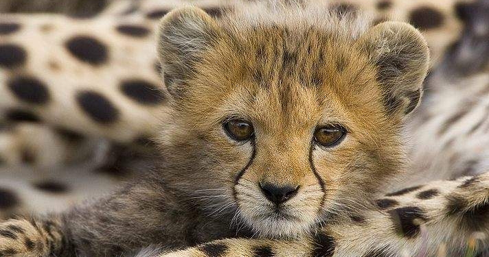 Вот это да.  В США в одном зоопарке одновременно родились 12 гепардов