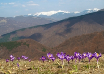 В Карпатах на Маковице спасателям пришлось выручать группу юных туристов из Николаева
