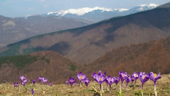 В Карпатах на Маковице спасателям пришлось выручать группу юных туристов из Николаева