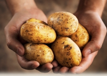 И так бывает. В Японии страдают без картошки