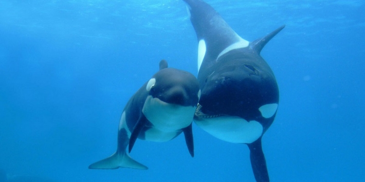 Партнерские роды. Косатка родила детеныша почти на глазах у публики