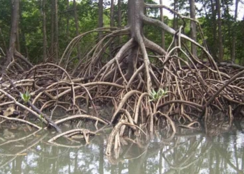 Растения “на слух” оплетают корнями водопроводные трубы