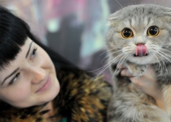 Ветеринары против кошек. В Британии требуют запретить вислоухих