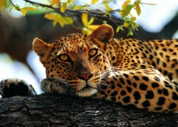 Единственный аэропорт Непала заблокировал… леопард