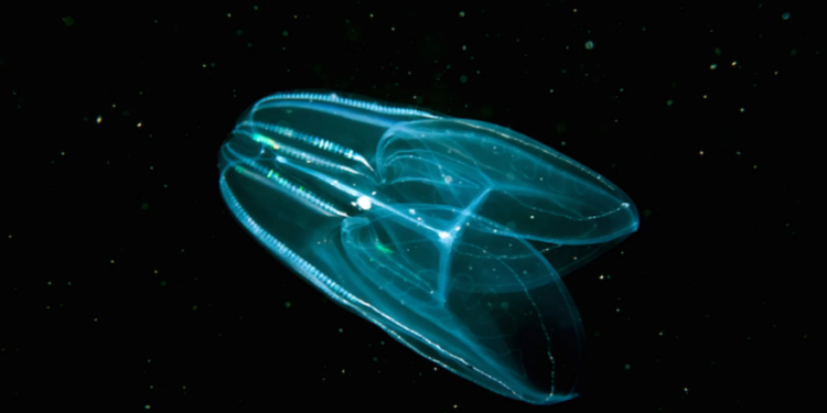Гребенчатая медуза первой из животных появилась на Земле, – учёные
