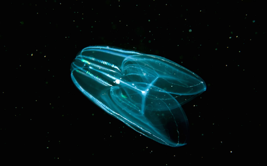 Гребенчатая медуза первой из животных появилась на Земле, - учёные 1