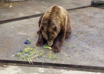 В Харьковском зоопарке медведям скормили первоцветы, конфискованные у торговцев