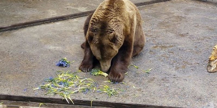 В Харьковском зоопарке медведям скормили первоцветы, конфискованные у торговцев