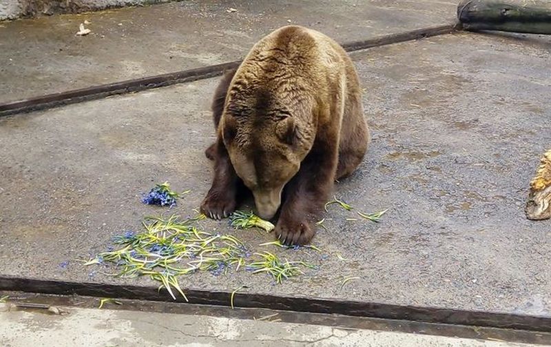 В Харьковском зоопарке медведям скормили первоцветы, конфискованные у торговцев 4
