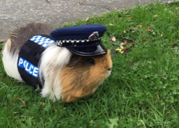 В Новой Зеландии в полицию взяли морскую свинку