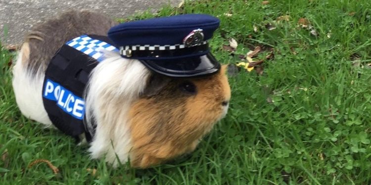 В Новой Зеландии в полицию взяли морскую свинку