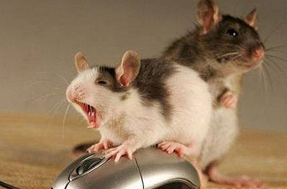 Ужас. В Сингапуре семья решила разводить мышей на продажу в обычной квартире. Процесс вышел из-под контроля