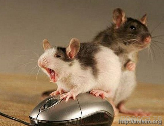 Ужас. В Сингапуре семья решила разводить мышей на продажу в обычной квартире. Процесс вышел из-под контроля 1