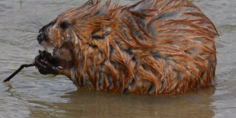 Злая, очень злая ондатра бросалась на трактор и пыталась вцепиться в гусеницы