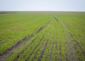 В Украине зафиксировали исторический минимум гибели озимых