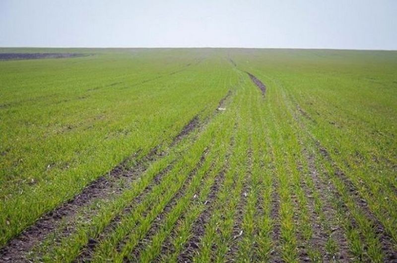 Рашисты разрешают фермерам Херсонщины сеять только зерновые и подсолнечник — и при условии 70% отката
