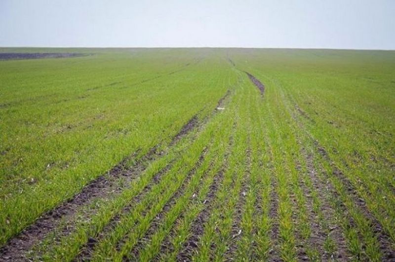 Рашисты разрешают фермерам Херсонщины сеять только зерновые и подсолнечник - и при условии 70% отката 1