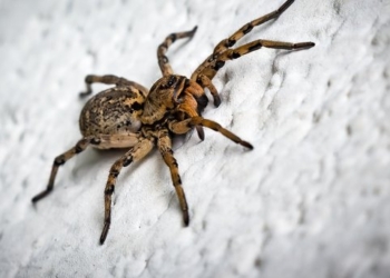 Ампутируют по частям. В Австралии пытаются спасти мужчину после укуса паука