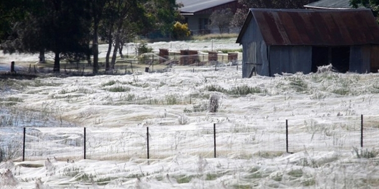 Поле в Новой Зеландии накрыло гигантской паутиной